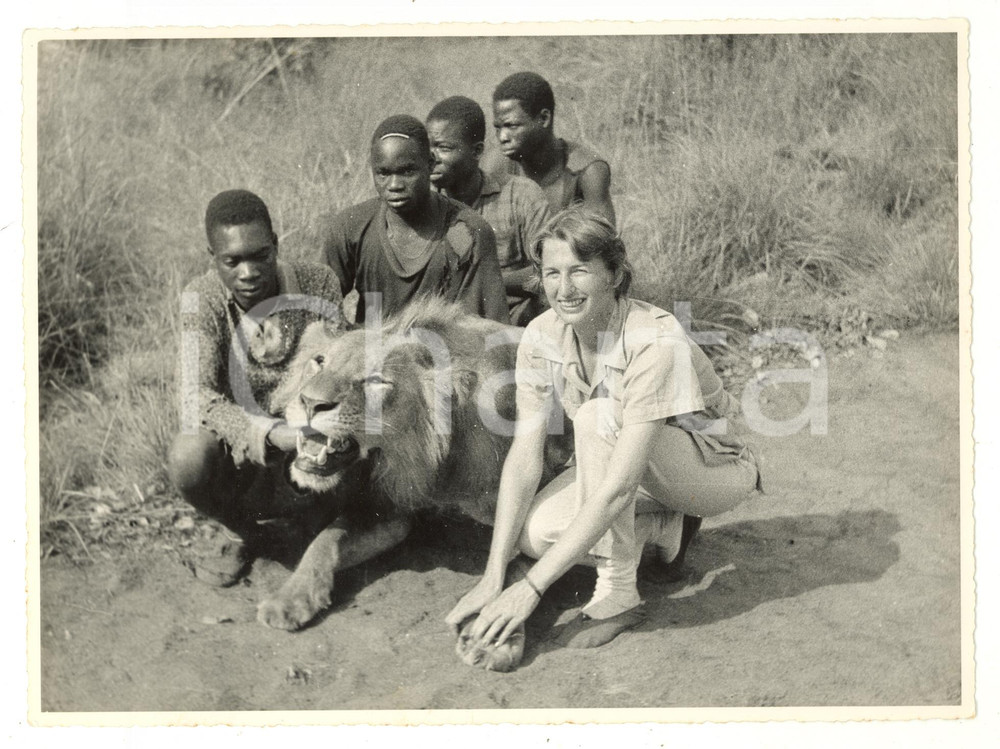 Fotografia d epoca originale 1960 ca ANGOLA Parco naturale  Studiosa con un leone Fotografia 24x18 1