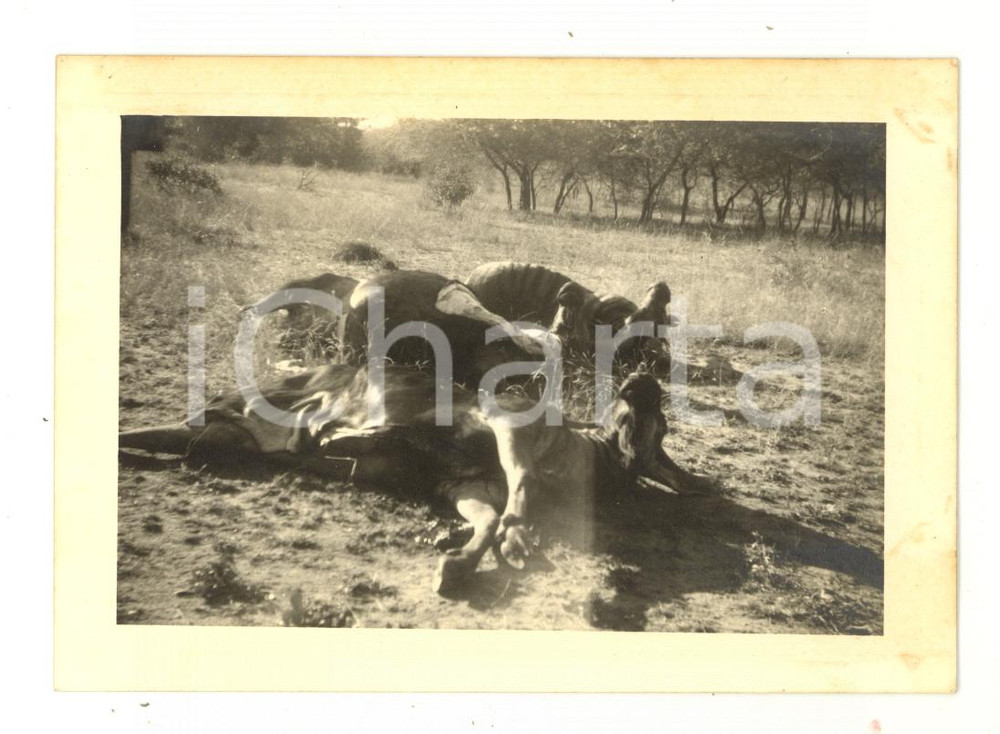 Fotografia d epoca originale 1964 MABOTO / MOZAMBICO Safari  Un gruppo di prede  Foto VINTAGE 12x9 cm 1