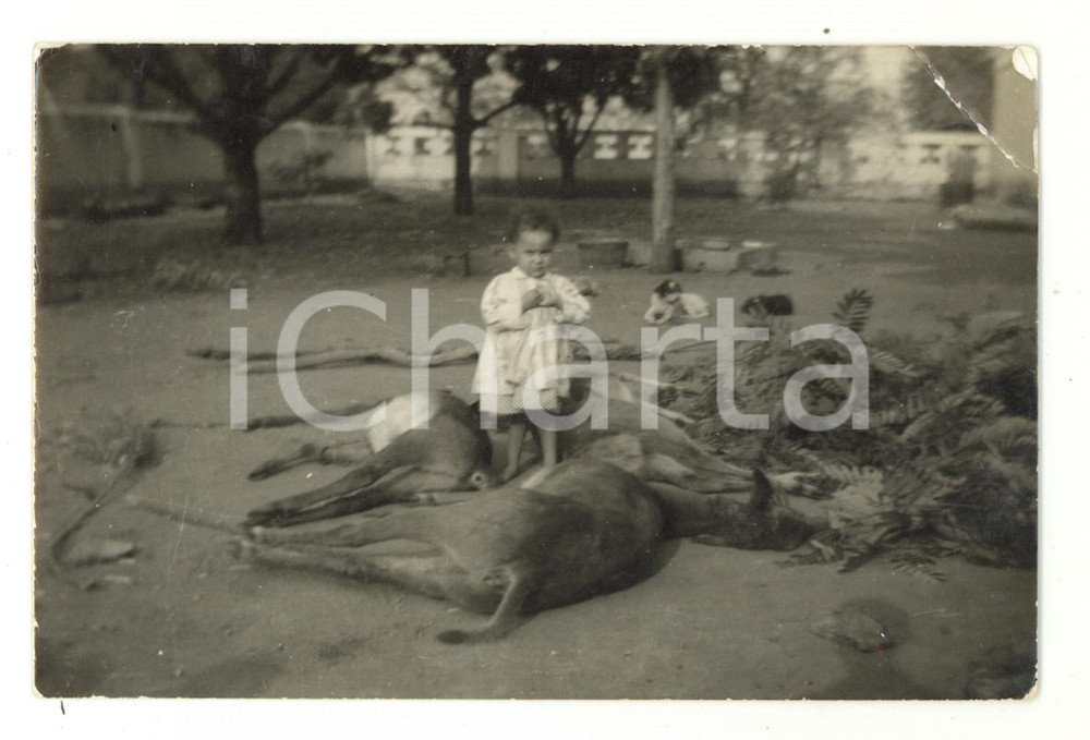 Fotografia d epoca originale 1960 ca MOZAMBICO ? Bambina tra le prede di un cacciatore Foto cartolina 1