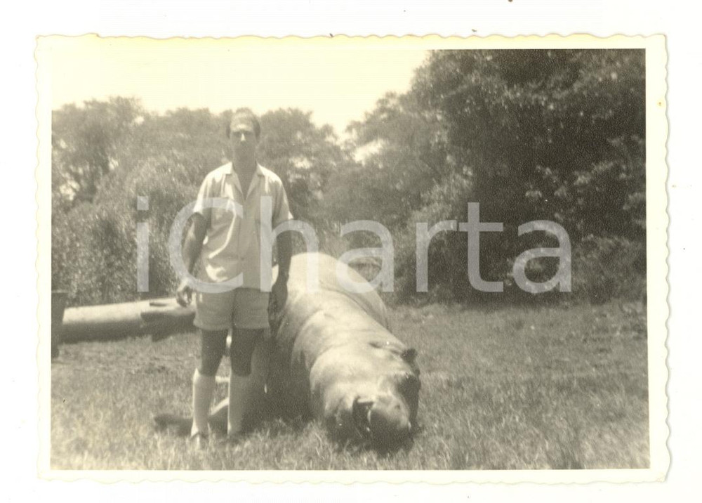 Fotografia d epoca originale 1960 ca MOZAMBICO Cacciatore europero con ippopotamo ucciso Foto 12x9 cm 1