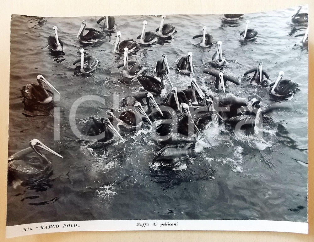Fotografia d epoca originale 1950 ca ITALIA  M/N MARCO POLO Zuffa tra pellicani  Fotografia 40x30 1