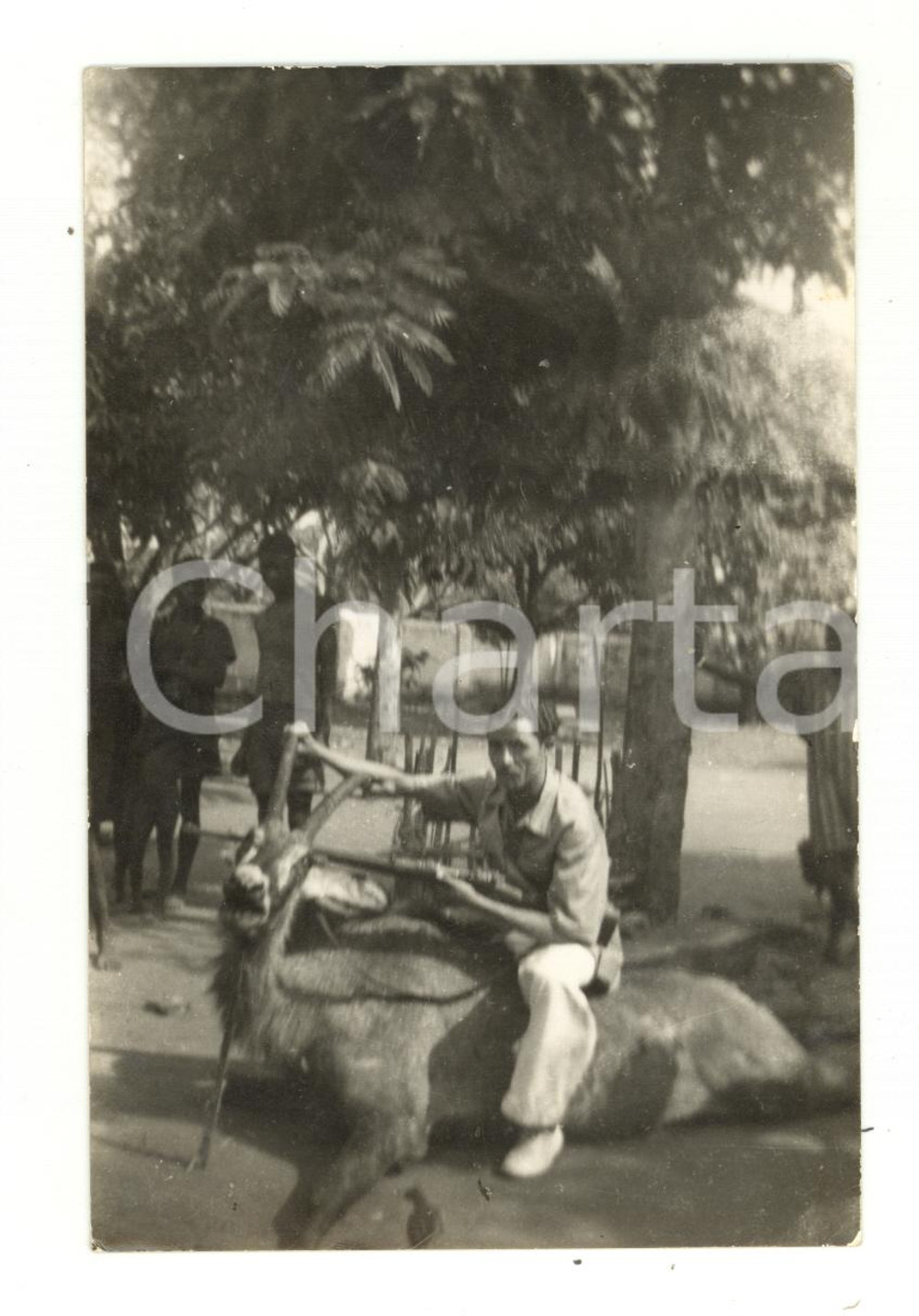 Fotografia d epoca originale 1960 ca MOZAMBICO ? Cacciatore con uno stambecco  Foto cartolina VINTAGE 1