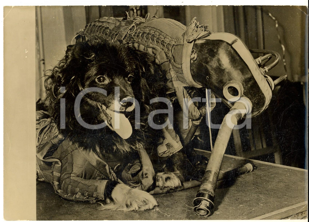 Fotografia d epoca originale 1959 URSS Conquista dello spazio  Cani per viaggi interplanetari  Foto 20x15 1