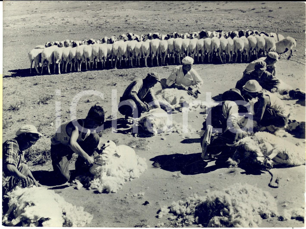 Fotografia d epoca originale 1959 MONGOLIA Tosatura delle pecore in un villaggio dell interno  Foto 18x13 1