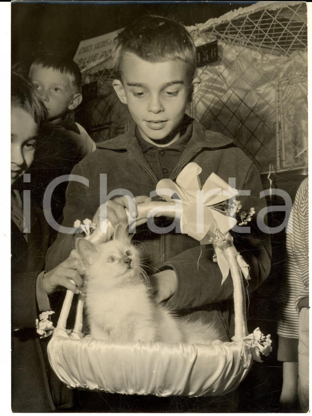 Fotografia d epoca originale 1959 PARIS Hotel Continental  Persan Ã  l Exposition FÃ©line   Photo 13x18 cm 1