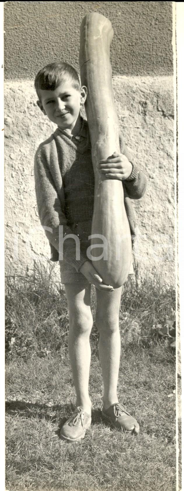 Fotografia d epoca originale 1959 FORCALQUIER Ritrovamento di una zucca eccezionale da 1,10 m Foto 8x21 1
