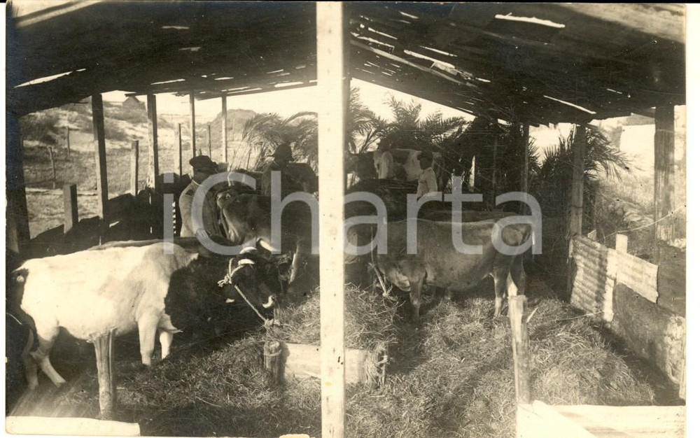 Fotografia d epoca originale 1915 ca LIBIA Militari italiani in un allevamento di bovini Foto cartolina 1