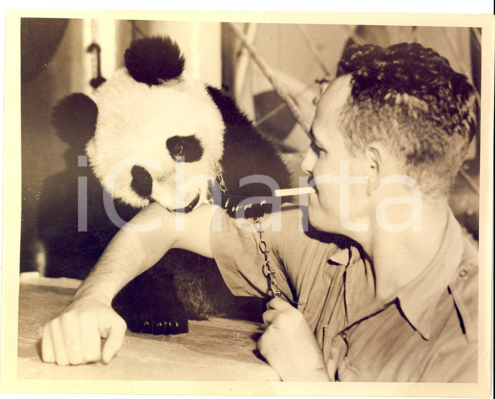Fotografia d epoca originale 1935 ca SAN FRANCISCO Last giant panda  Li LingAi arrives in U.S.  Photo 24x18 1