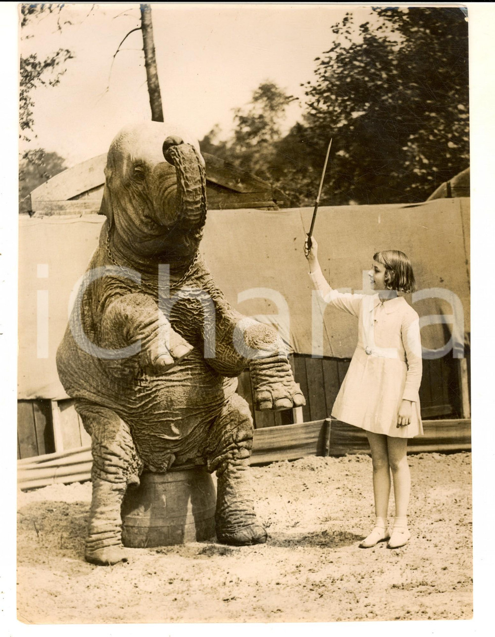 Fotografia d epoca originale 1935 ca USA CIRCO Piccola domatrice addestra un elefante Foto VINTAGE 18x24 1
