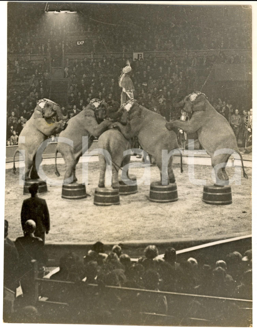 Fotografia d epoca originale 1935 ca LONDON BELTRAM MILLS CIRCUS  Esibizione di elefanti  Foto 18x24 cm 1