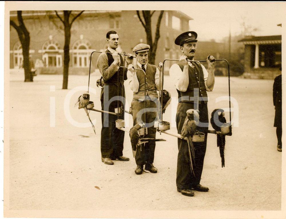 Fotografia d epoca originale 1935 ca LONDON ZOO Keepers carrying some parrots to their new house  Photo 1