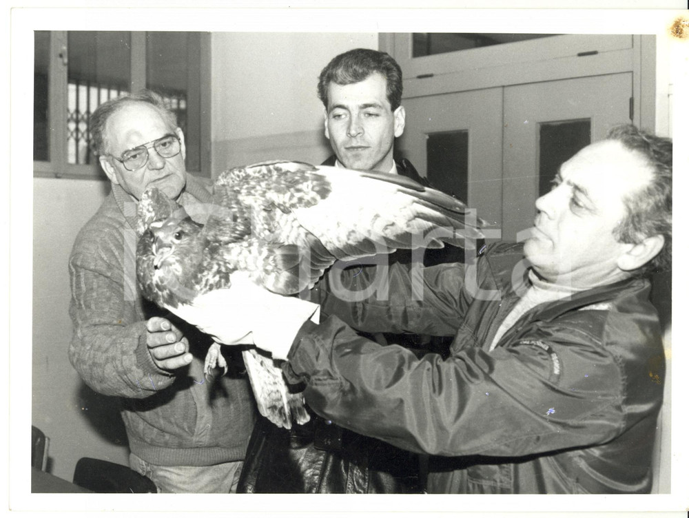 Fotografia d epoca originale 1995 GENOVA Parco del Peralto  Salvataggio di una poiana Foto VINTAGE 24x18 cm 1