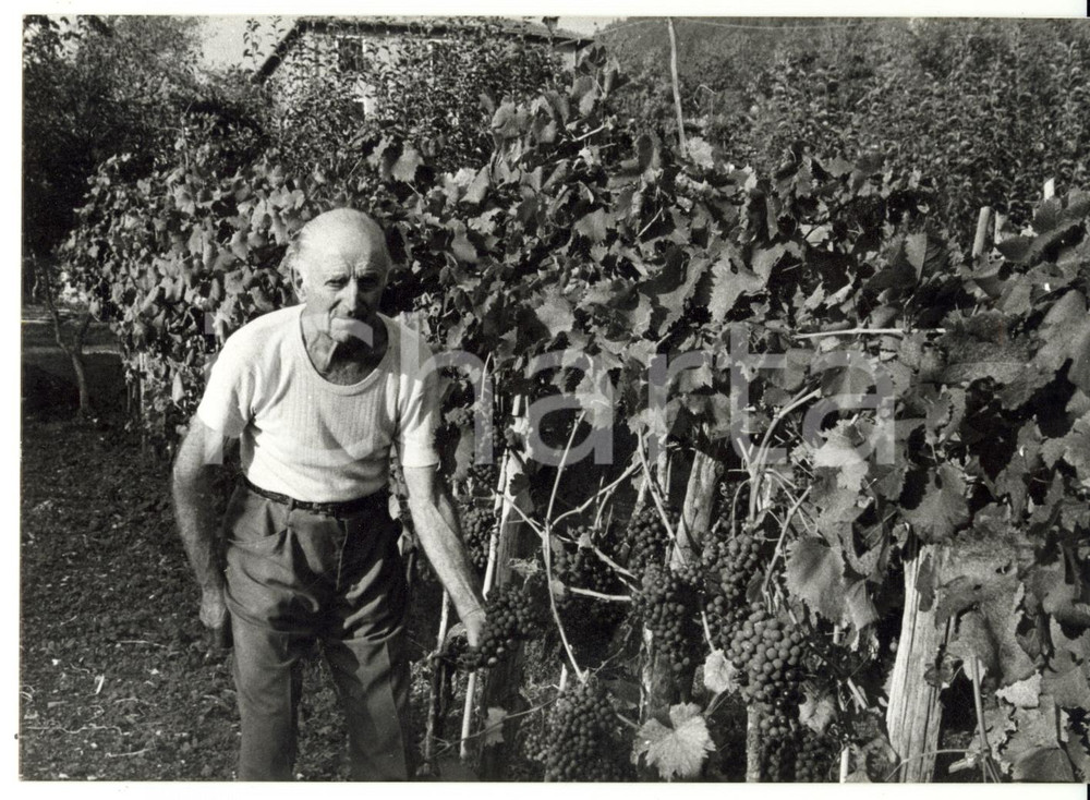 Fotografia d epoca originale 1985 CASELLA  COSTUME Vendemmia di un contadino Foto 18x13 cm 1