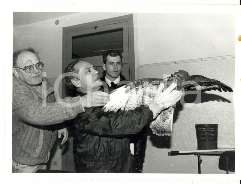 Fotografia d epoca originale 1995 GENOVA Parco del Peralto  Salvataggio di una poiana  Foto VINTAGE 24x18 1