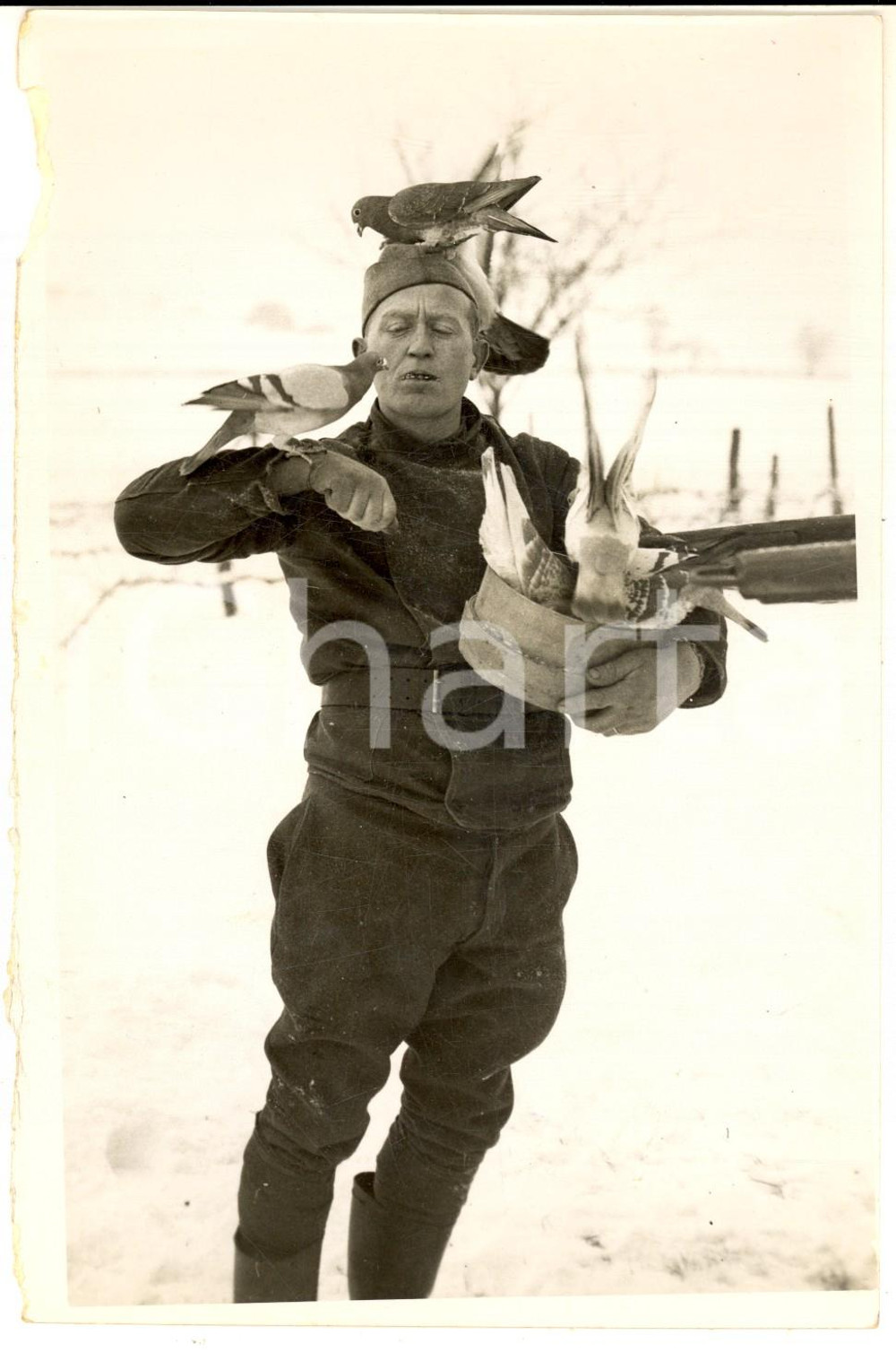 Fotografia d epoca originale 1940 WW2 FRANCE Soldato nutre i piccioni viaggiatori dell esercito  Foto 1