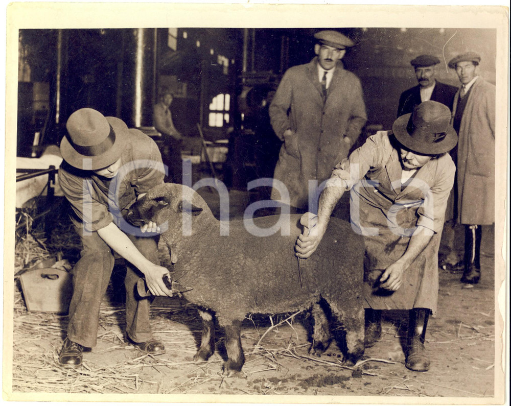 Fotografia d epoca originale 1940 ca LONDON ISLINGTON  Smithfield Show  Preparation of a sheep  Photo 1