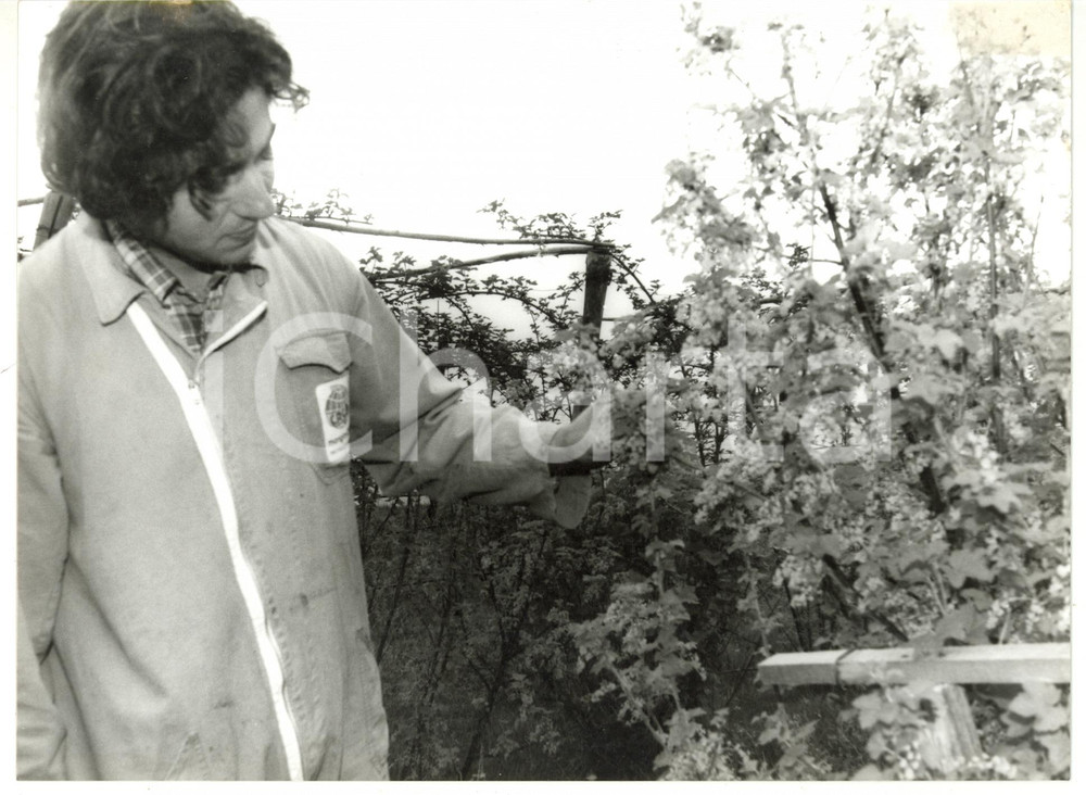 Fotografia d epoca originale 1992 URBE  ACQUABIANCA Raccolta dei mirtilli Foto VINTAGE 24x18 cm 1