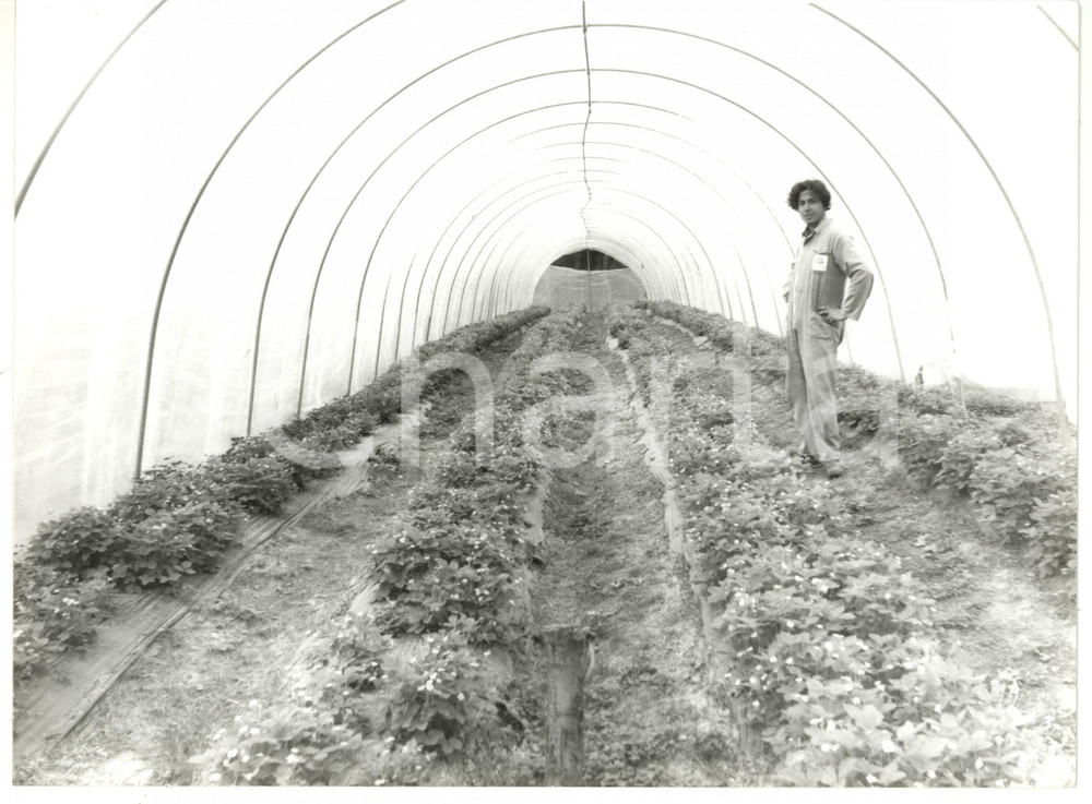 Fotografia d epoca originale 1992 URBE  ACQUABIANCA Coltivazione di fragoline di bosco Foto VINTAGE 24x18 1