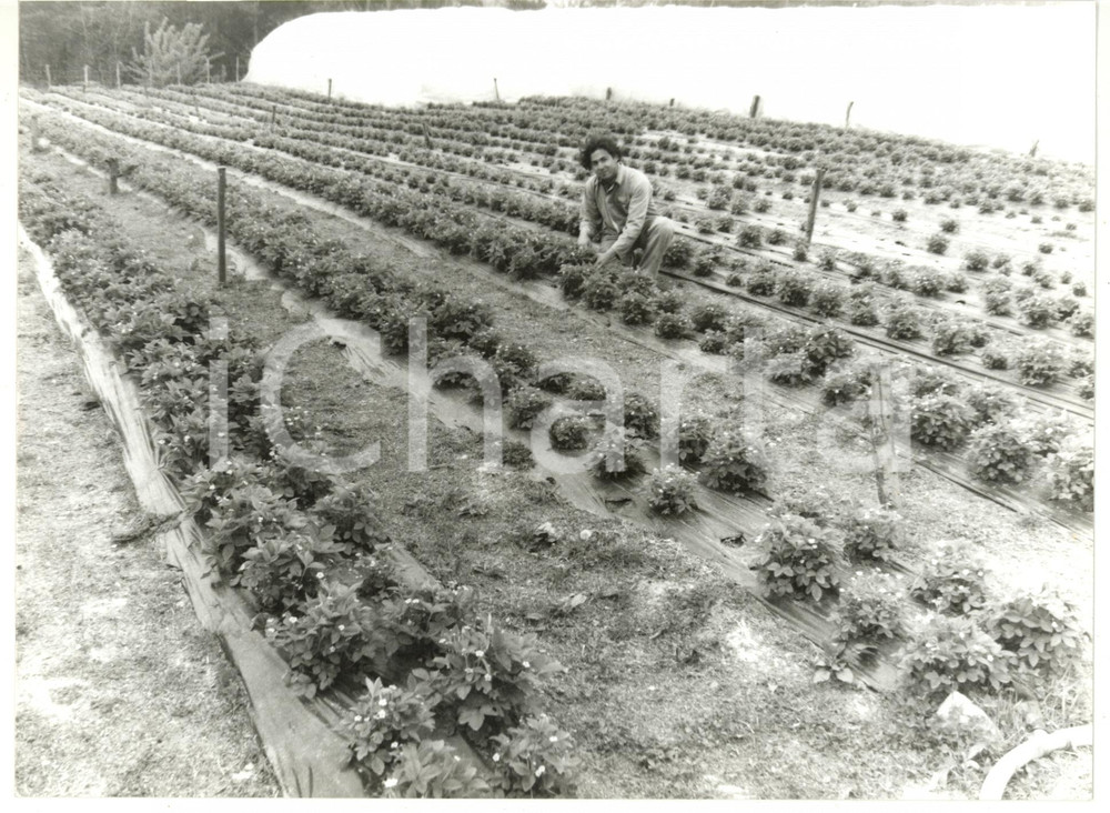 Fotografia d epoca originale 1992 URBE  ACQUABIANCA Coltivazione fragoline di bosco Foto VINTAGE 24x18 1
