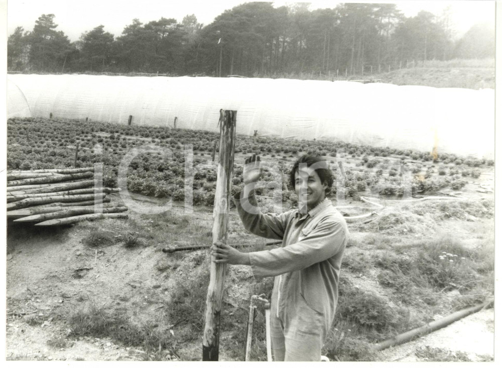 Fotografia d epoca originale 1992 URBE  ACQUABIANCA Coltivazione di fragoline di bosco  Foto VINTAGE 24x18 1
