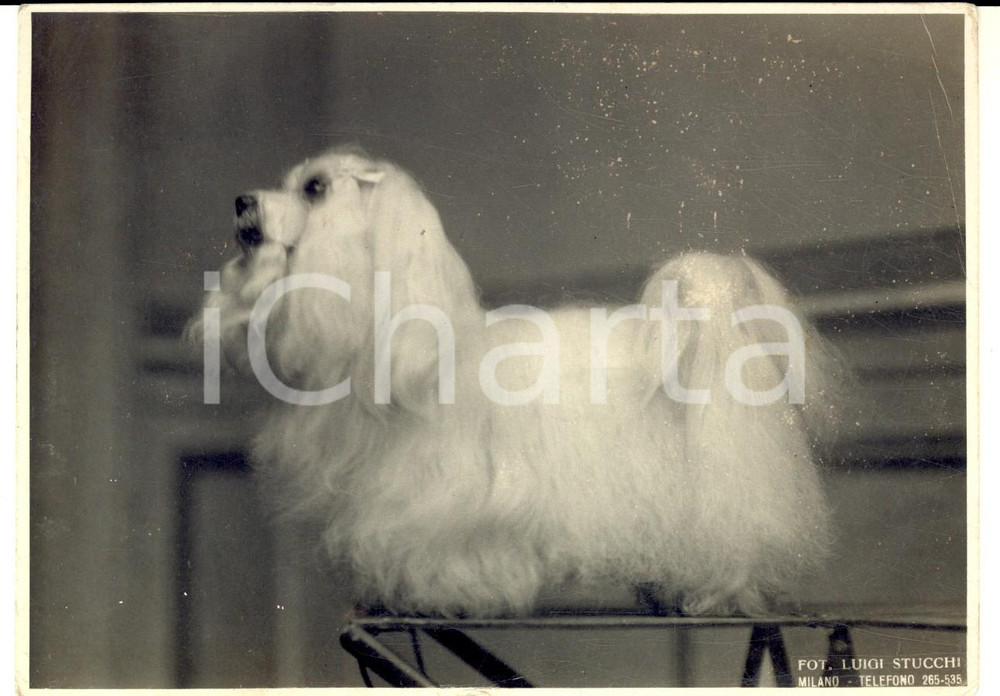 Fotografia d epoca originale 1930 ca MILANO Ritratto di un cane maltese da esposizione Foto Luigi STUCCHI 1