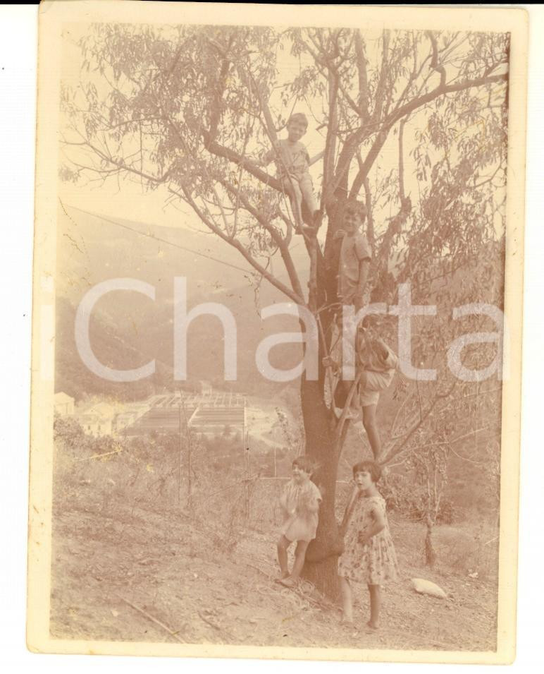 Fotografia d epoca originale 1928 MIGNANEGO / GIOVI GE Ritratto di bambini su un albero  Foto 9x12 cm 1