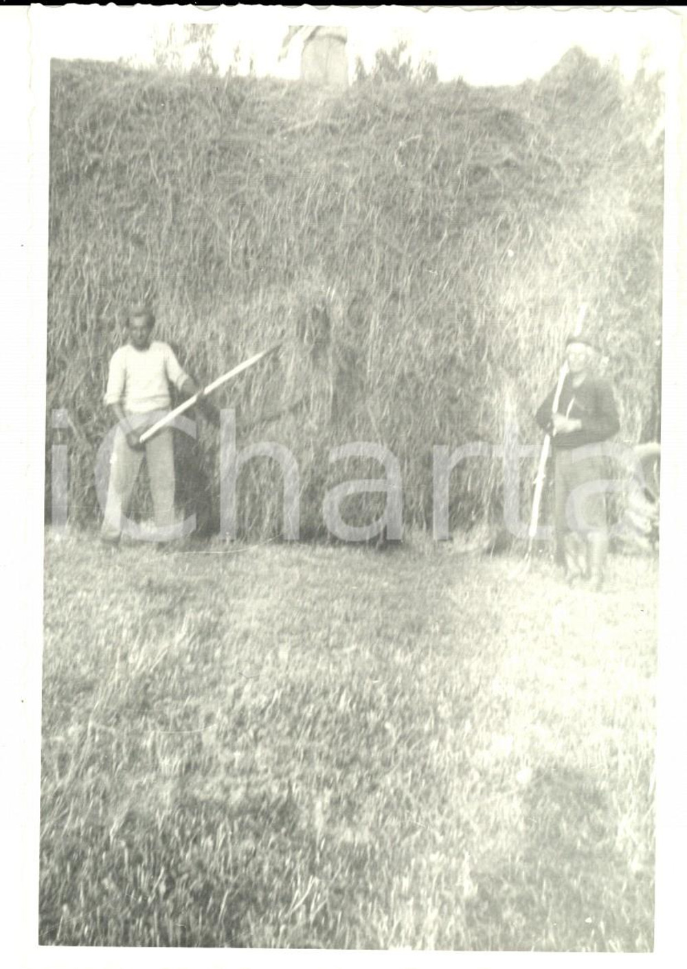 Fotografia d epoca originale 1957 CERVESINA PV  Tenuta ISOLA  Contadini in un campo di grano alluvionato 1