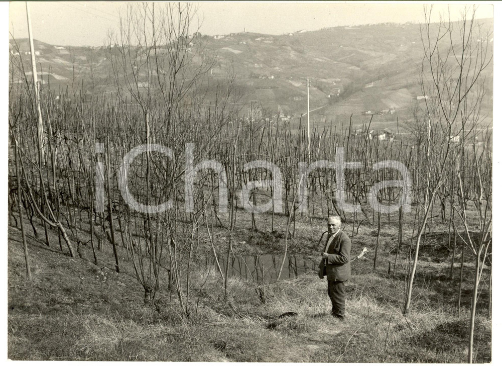 Fotografia d epoca originale 1962 BRONI PV Panorama con azienda agricola in collina  Foto ANIMATA 24x18 1