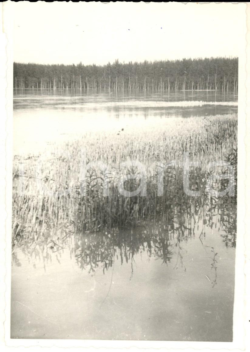 Fotografia d epoca originale 1957 Alluvione CERVESINA  Tenuta ISOLA  Colture danneggiate dalle acque  Foto 1