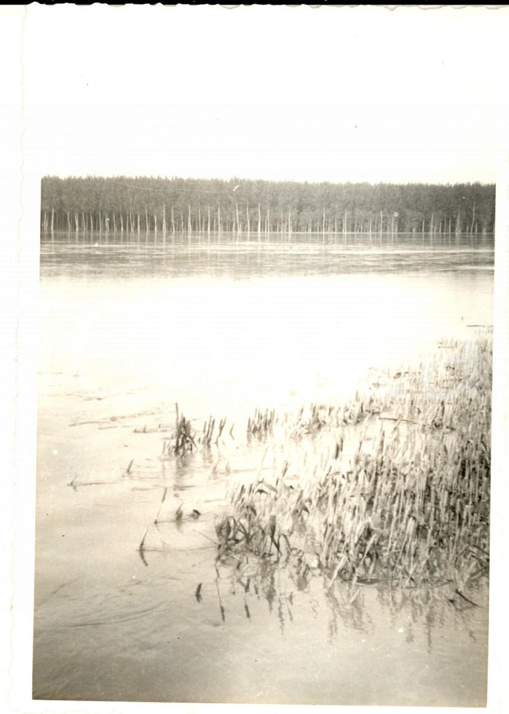 Fotografia d epoca originale 1957 Alluvione CERVESINA  Tenuta ISOLA  Campo di grano sommerso  Foto 10x14 1