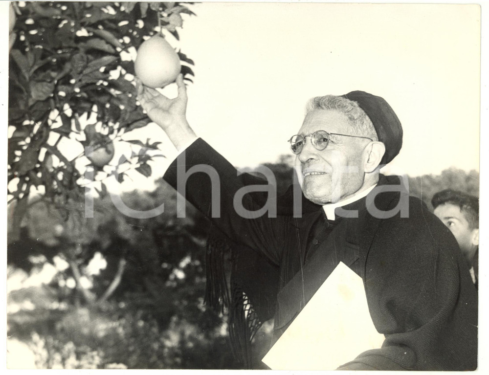 Fotografia d epoca originale 1959 ROMA Villa Nazareth  Card. Domenico TARDINI coglie una pera Foto 27x21 1