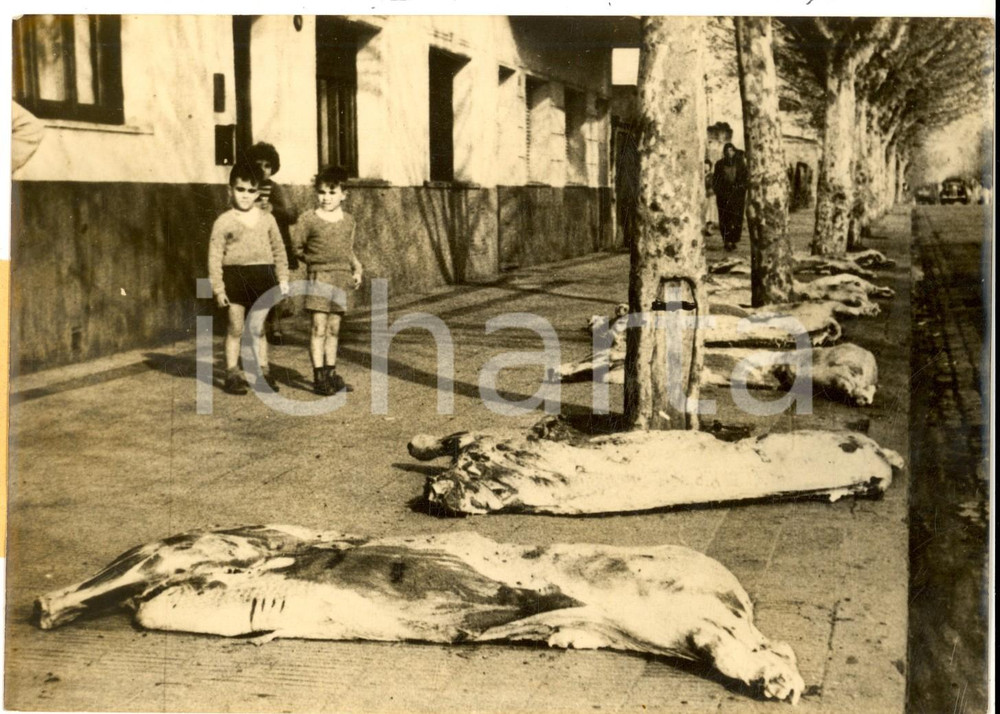 Fotografia d epoca originale 1958 DEVOTO / ARGENTINA Carne in strada per la protesta dei macellai Foto 1