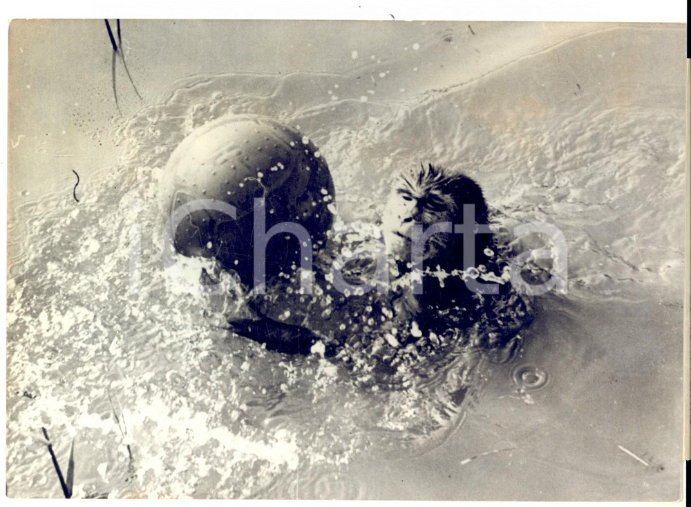 Fotografia d epoca originale 1956 VIENNA Scimmia ammaestrata da Johann DANIHEL gioca a pallanuoto fOTO 1