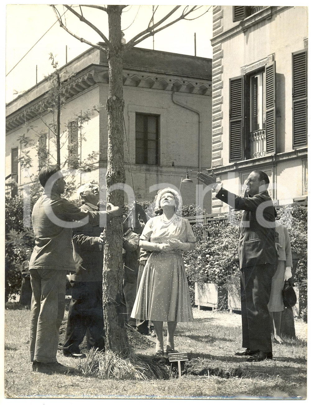 Fotografia d epoca originale 1959 ROMA Ambasciata Britannica  Regina Madre con il pino piantato in suo onore 1