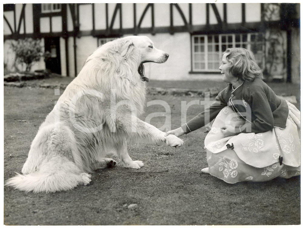 Fotografia d epoca originale 1960 BRAMSHAW Ubitza de FONTENAY extending her paw to Martha WOOLDRIDGE Photo 1
