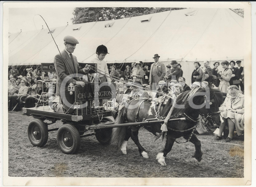Fotografia d epoca originale 1956 ROYAL WINDSOR HORSE SHOW Linda SHAW drawing the Charrington cart Photo 1