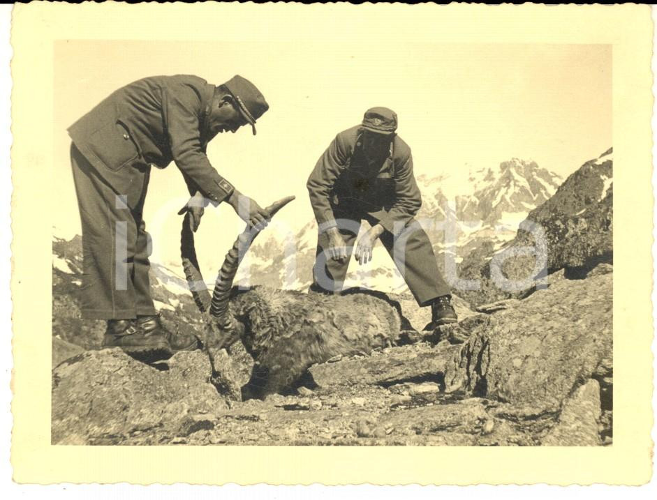 Fotografia d epoca originale 1955 PARCO NAZIONALE GRAN PARADISO Abbattimento di vecchio stambecco Foto 12x9 1
