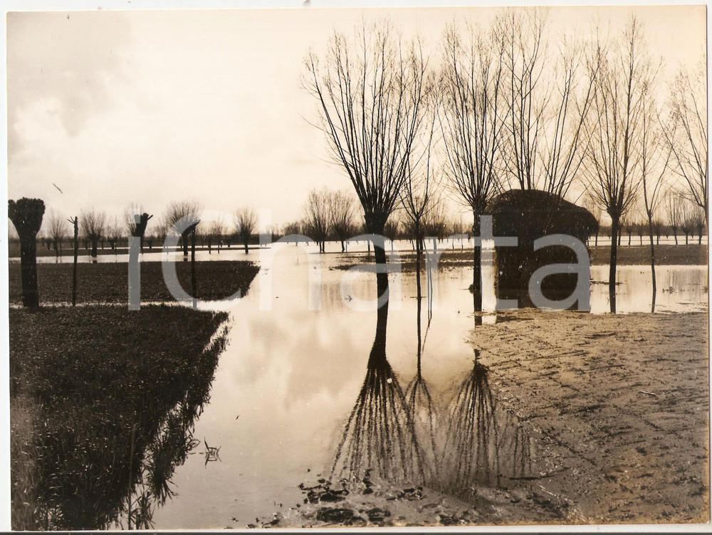 Fotografia d epoca originale 1975 MONSELICE Panorama con risaie e filari di gelsi Foto artistica 24x18 cm 1