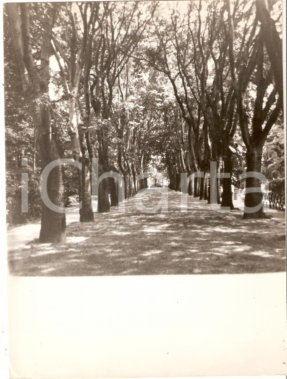 1970 ca PADOVA Giardini dell'Arena - Viale alberato *Foto ARTISTICA 17x24 cm