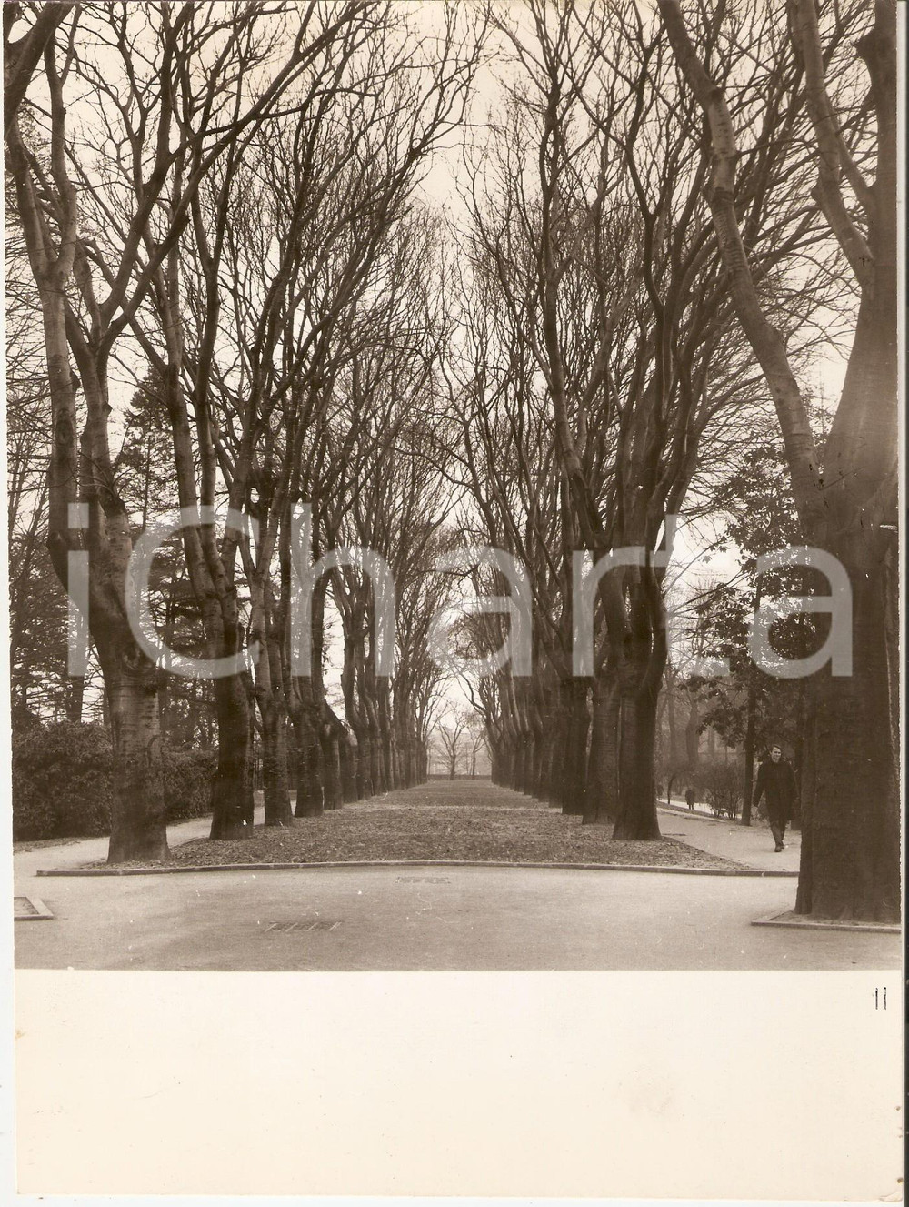 Fotografia d epoca originale 1970 ca PADOVA Giardini dell Arena  Viale alberato Foto ARTISTICA 17x24 cm 1