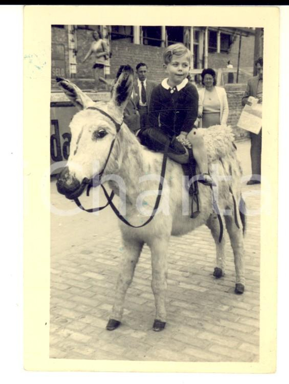 Fotografia d epoca originale 1946 BELGIQUE Ritratto di bambino su un asinello  Foto VINTAGE 7x9 cm 1