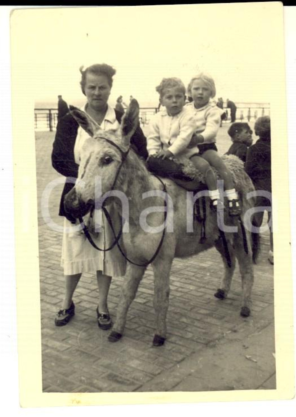 Fotografia d epoca originale 1946 BELGIQUE Ritratto di due bambini su un asinello  Foto VINTAGE 7x9 cm 1