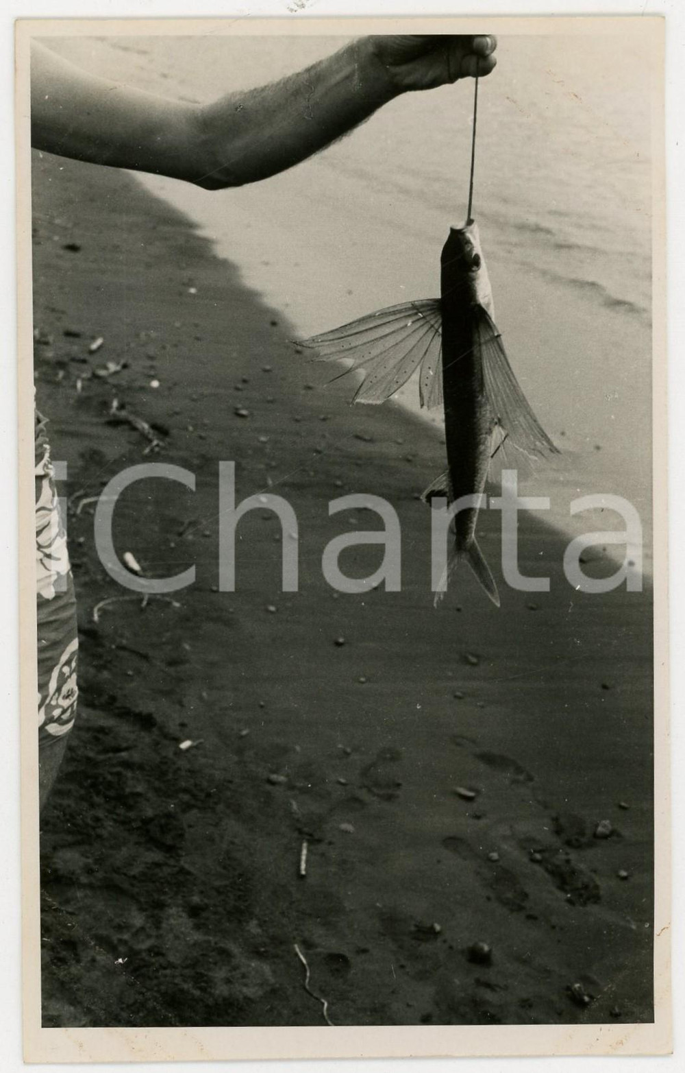 Fotografia d epoca originale 1937 MOOREA Polinesia Pescatori: pesce volante REAL PHOTO cm 13,5 x 8,5 1