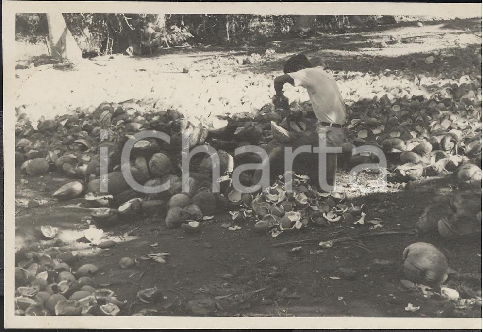 Fotografia d epoca originale 1937 PAPEETE Polinesia Francese Piante di copra REAL PHOTO cm 13,5 x 8,5 1