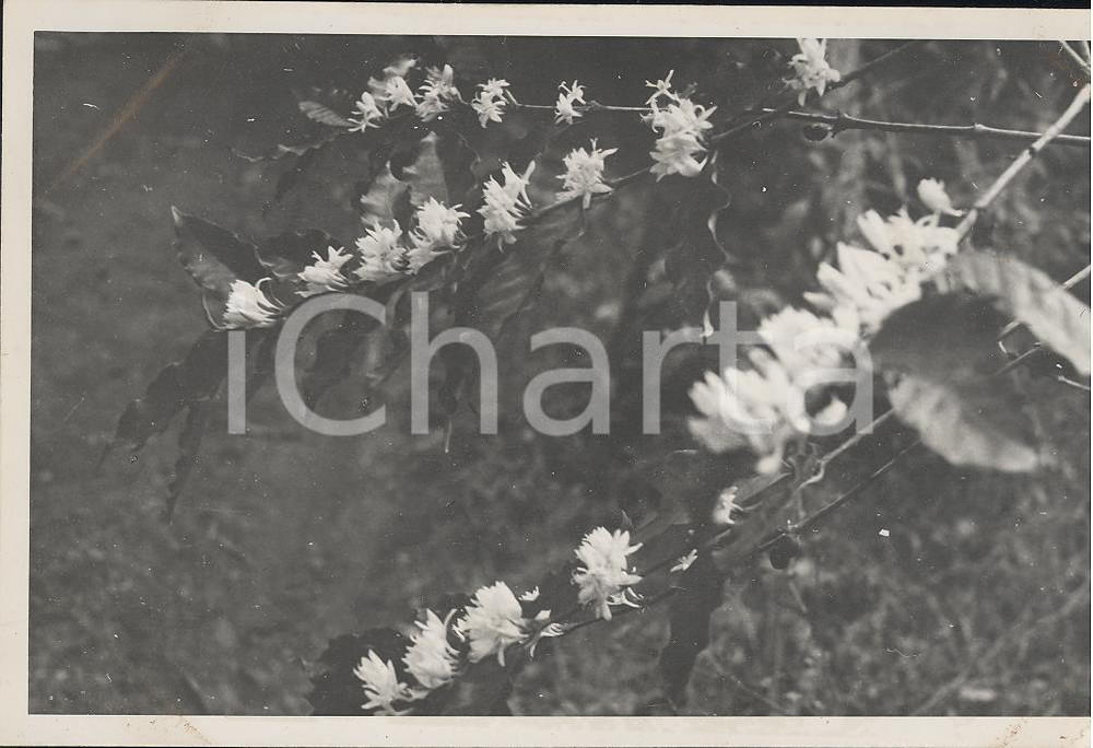Fotografia d epoca originale 1937 PAPEETE Polinesia Francese Fiori di caffÃ© REAL PHOTO cm 13,5 x 8,5 1