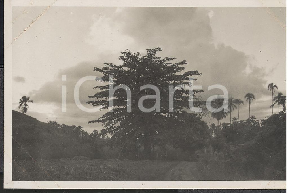 Fotografia d epoca originale 1937 PAPEETE Polinesia Francese Interno dell isola REAL PHOTO cm 13,5 x 8,5 1