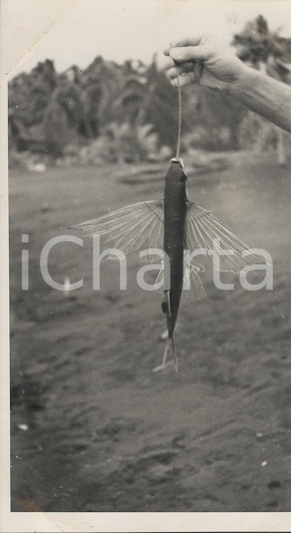 Fotografia d epoca originale 1937 MOOREA Polinesia Pescatori: pesce volante REAL PHOTO cm 13,5 x 8,5 1