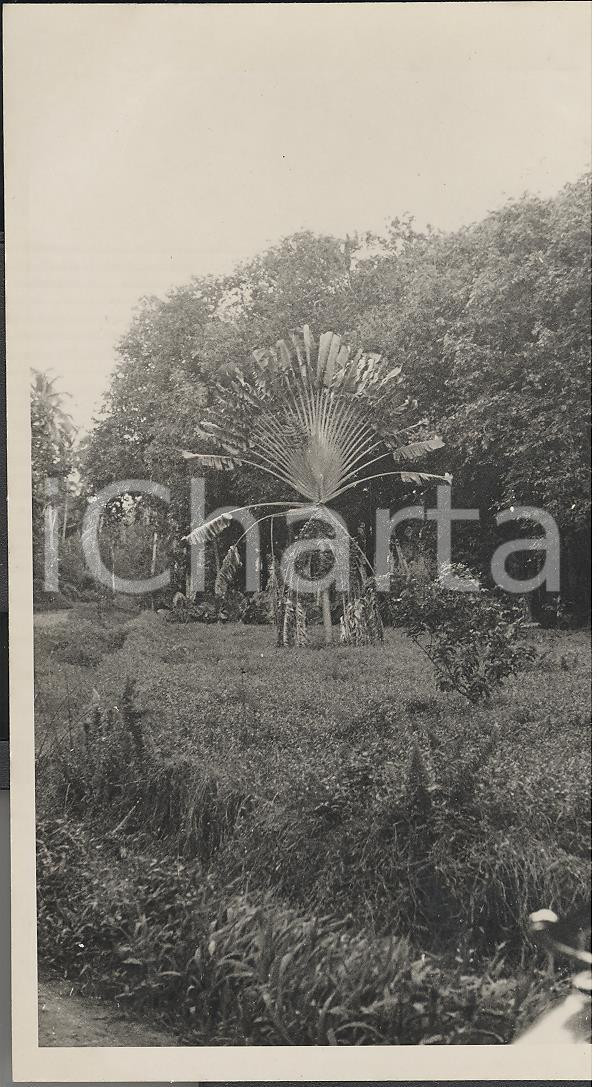 Fotografia d epoca originale 1937 MOOREA Polinesia Francese Vegetazione interna REAL PHOTO cm 13,5 x 8,5 1