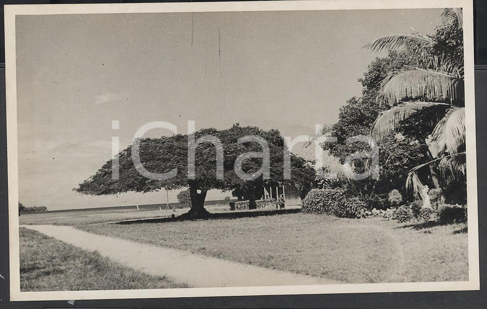 Fotografia d epoca originale 1937 BORA BORA Polinesia Un maestoso Flamboyant REAL PHOTO cm 13,5 x 8,5 1