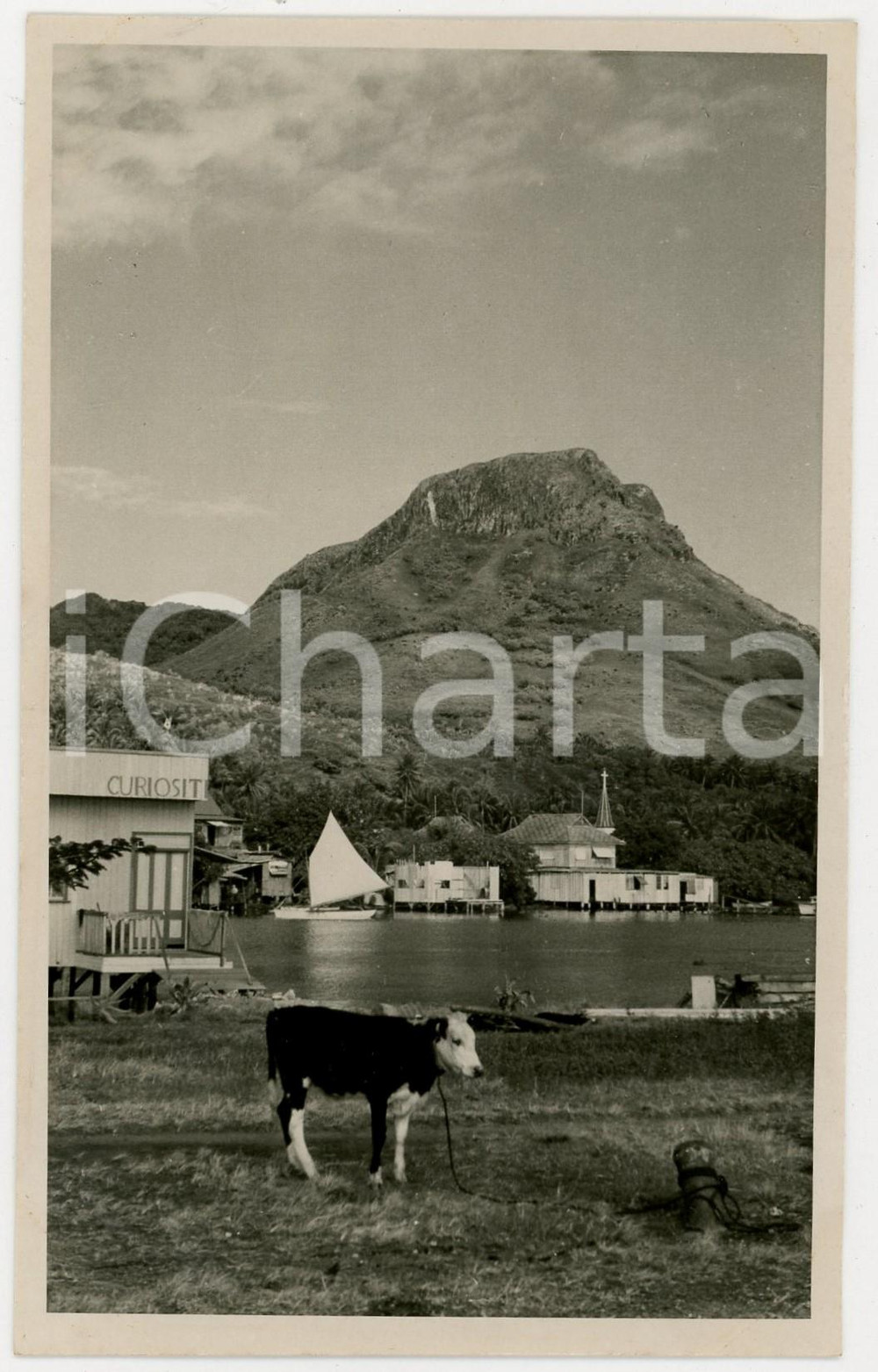 Fotografia d epoca originale 1937 RAIATEA Polinesia Veduta del monte sacro 2REAL PHOTO cm 13,5 x 8,5 1